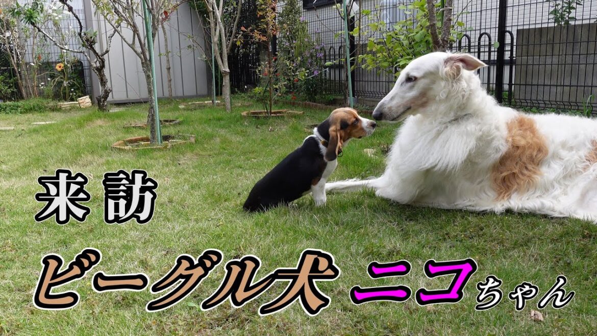 【ボルゾイ】ビーグル犬と遊ぶボルゾイ