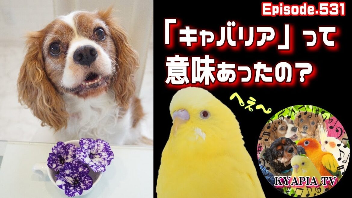 キャバリア・キングチャールズ・スパニエル|騎士を意味する素敵な名前だった531 Cavalier King Charles Spaniel sun conure