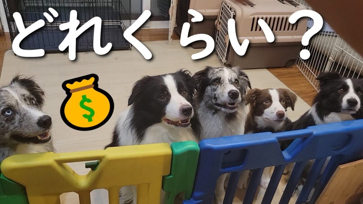 ボーダーコリー5頭との暮らし…年間いくらかかる？