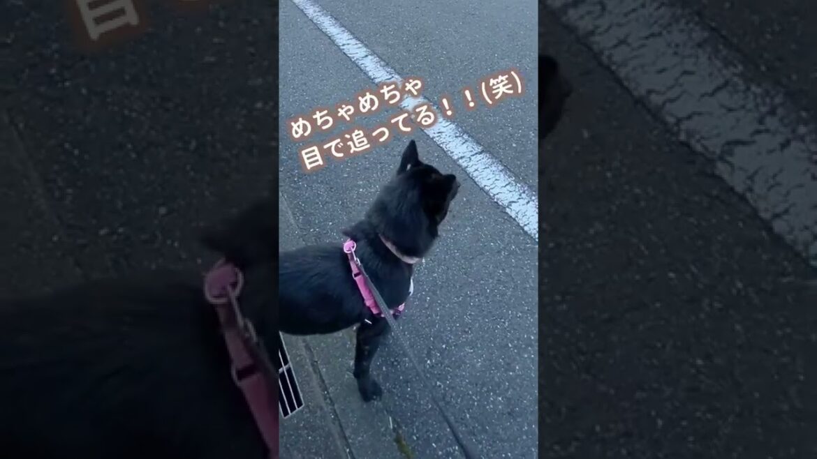 人生で初めて｢電車｣という塊を見た子犬の衝撃 #shorts
