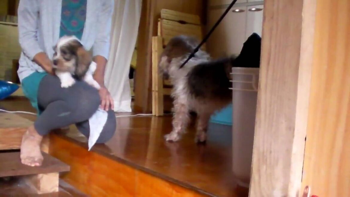 プチバセちびちゃんとパパママ