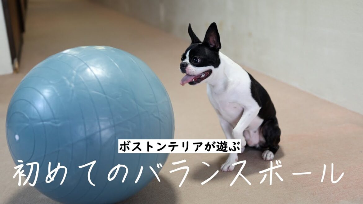 初めて見るバランスボールに荒れ狂う犬【ボストンテリア】