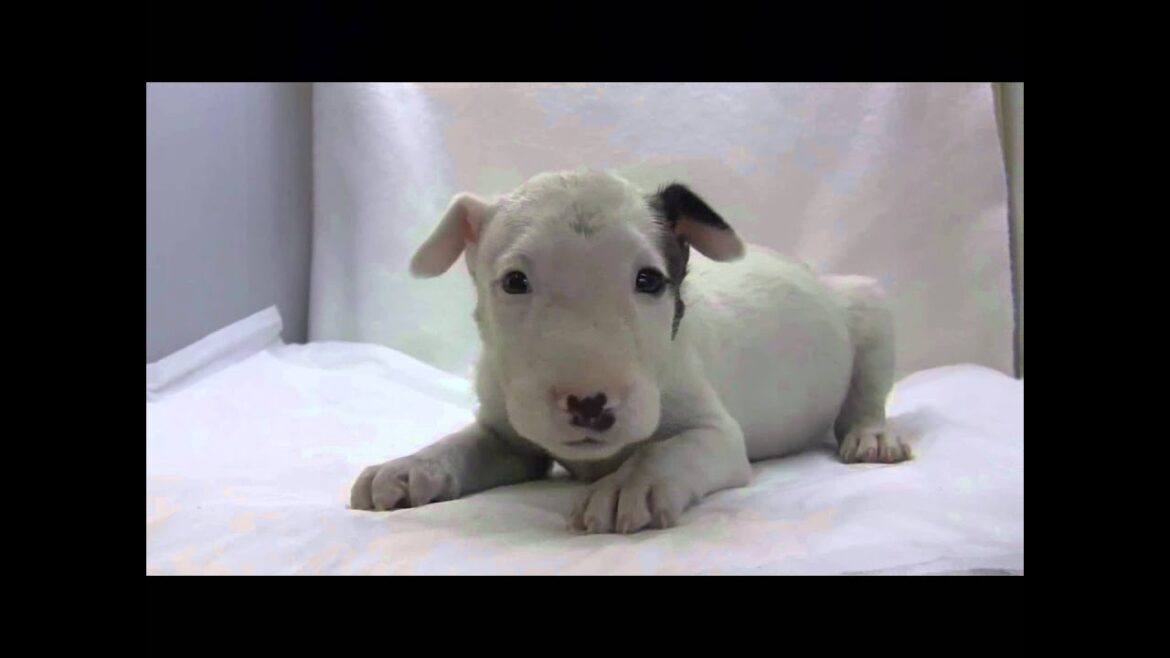 ミニチュアブルテリアの子犬08