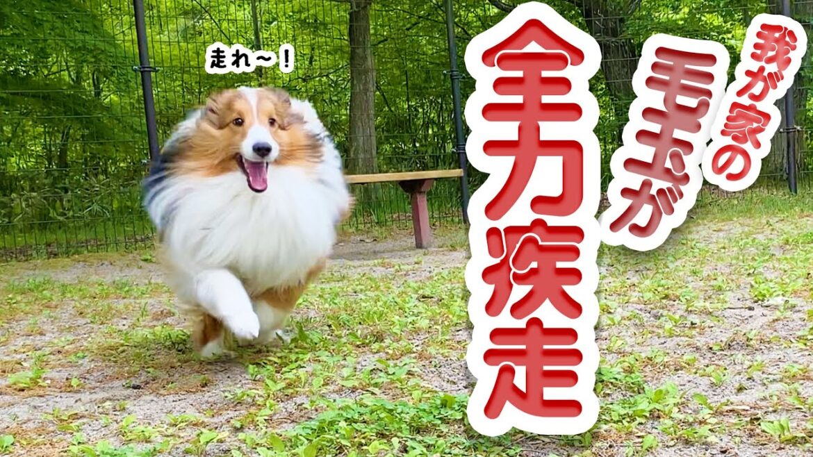 【全力シェルティ】球体と化した愛犬が颯爽と駆け回る姿が愛おしい…笑
