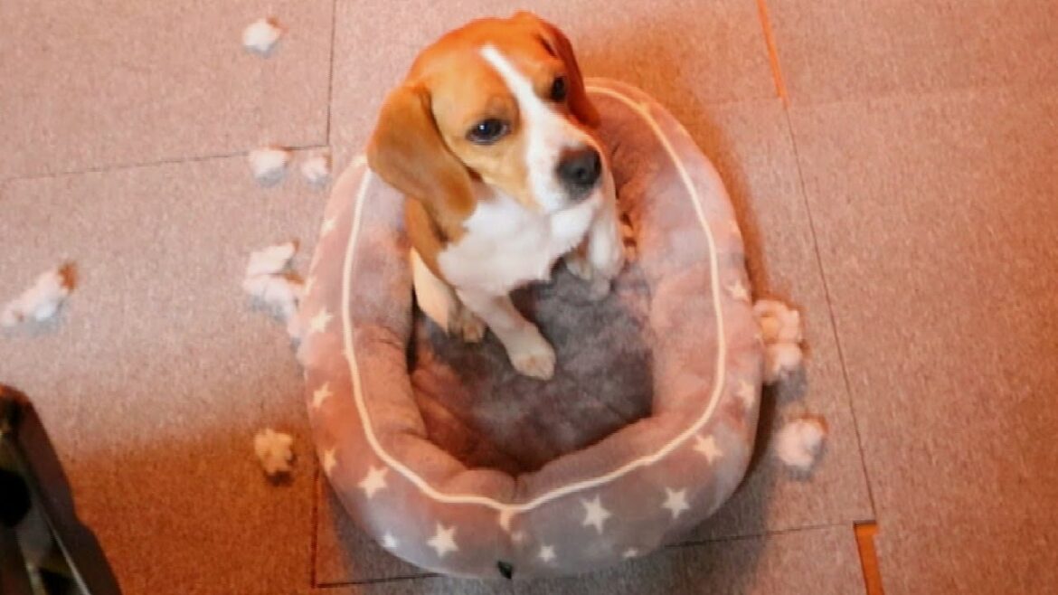 ビーグル　新しいベッド…すぐ破って怒られる　Beagle