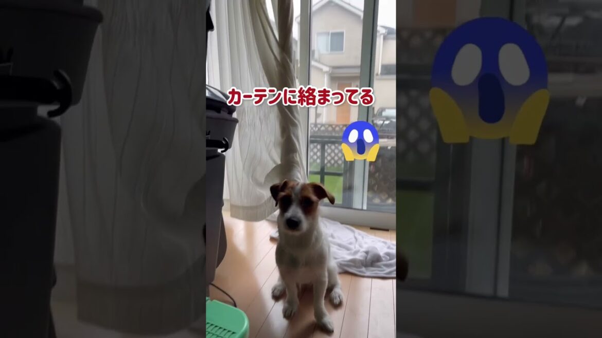 こんな遊び方ある？ひまわりとベルは似た者同士⁉️ジャックラッセルテリア&ハスキー#shorts 【ひまチャンネル】