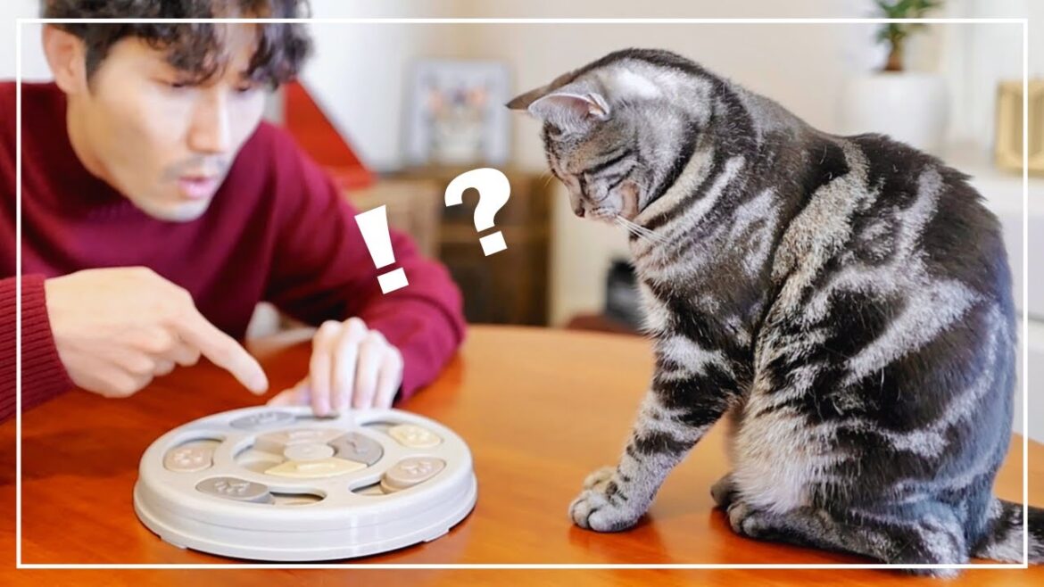 愛猫に早食い防止のおもちゃを試してみたら、想像以上に賢かった！【猫のおもちゃ】