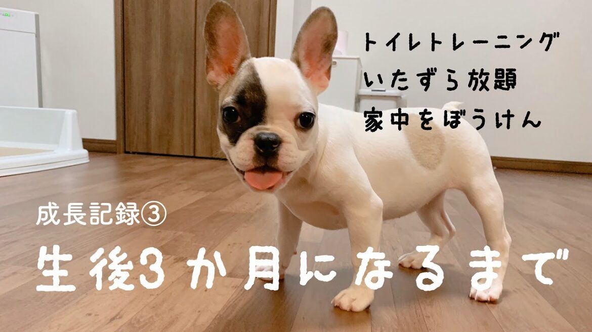 フレンチブルドッグの子犬が生後3か月になるまで【成長記録3】トイレトレーニング/いたずら