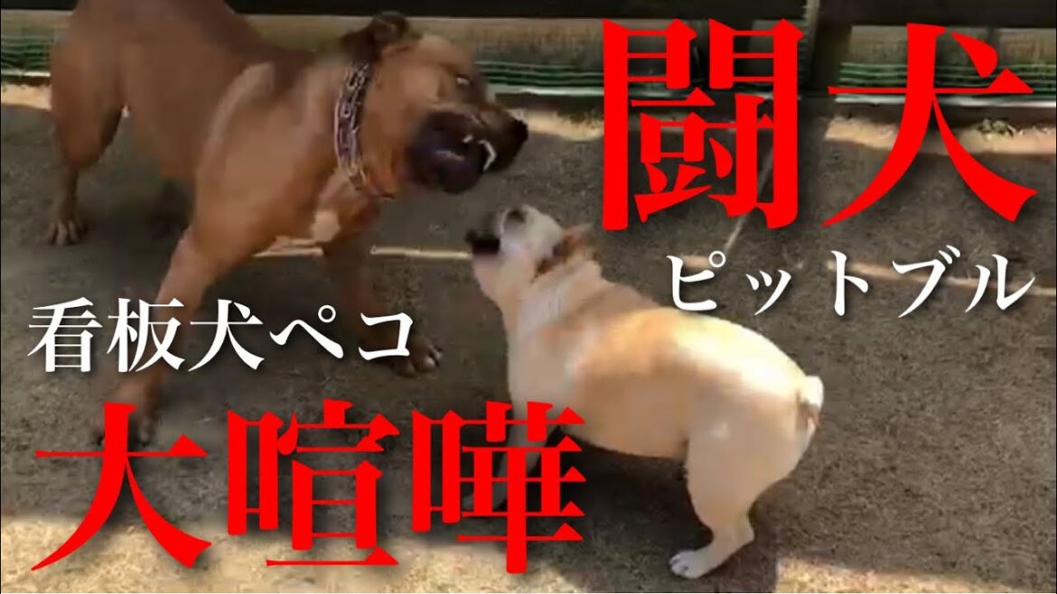 【映像あり】ペコが闘犬ピットブルと喧嘩になり、他の子も混ざり大乱闘になりました