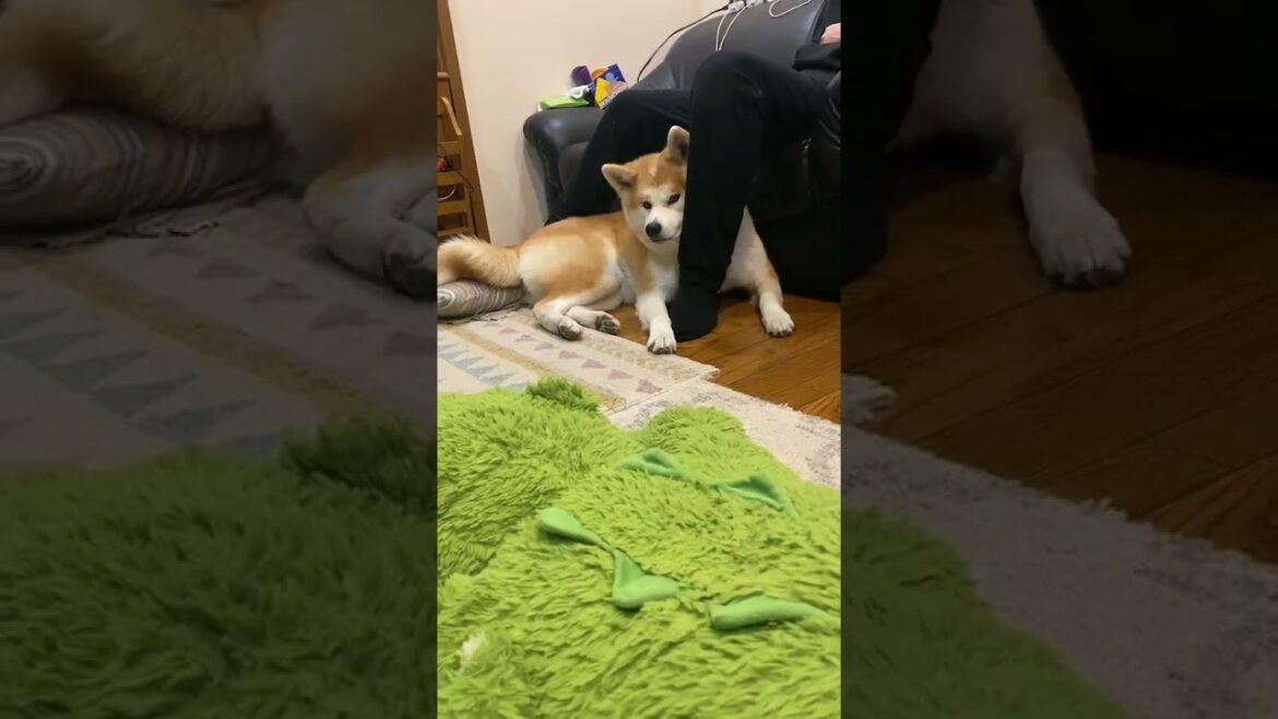 大好きなお兄ちゃんを独り占めする可愛い秋田犬こむぎ【Akita-inu】