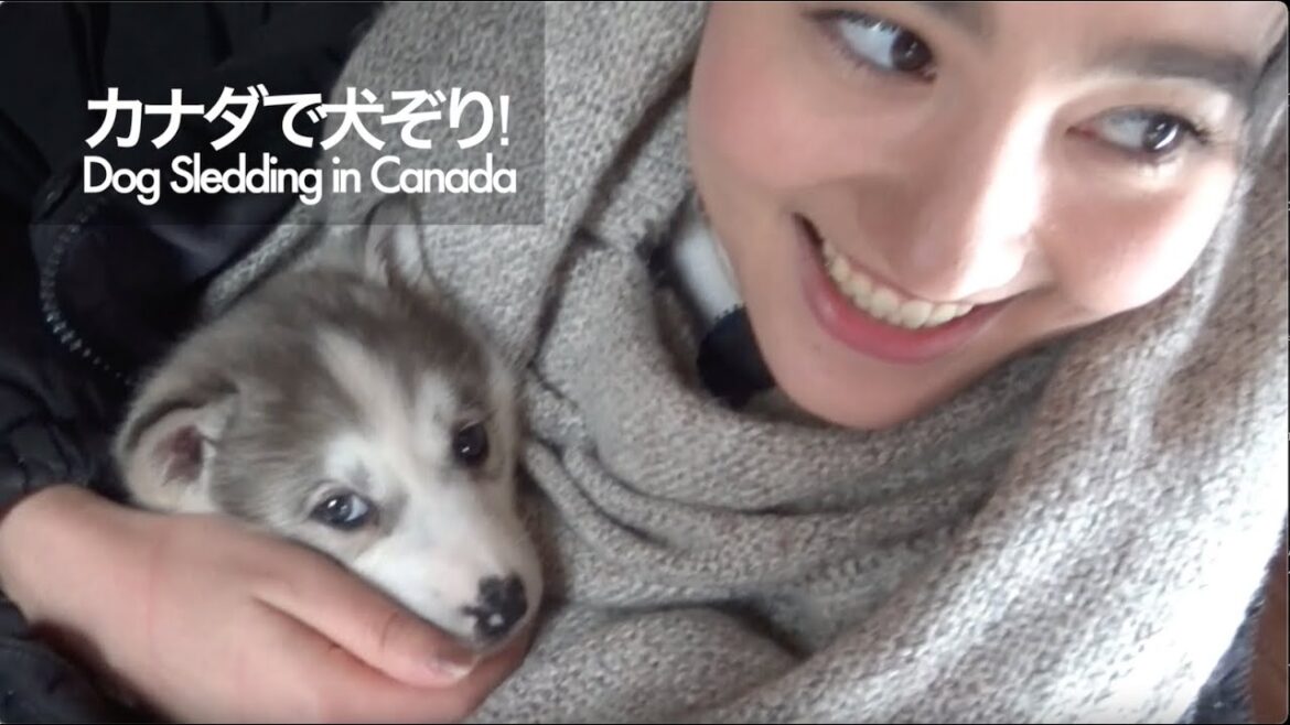 雪のカナダで【犬ぞり】超かわいい子犬【アラスカン・マラミュート】＝Dog sledding in Canada! Cute Alaskan Malamute Puppies