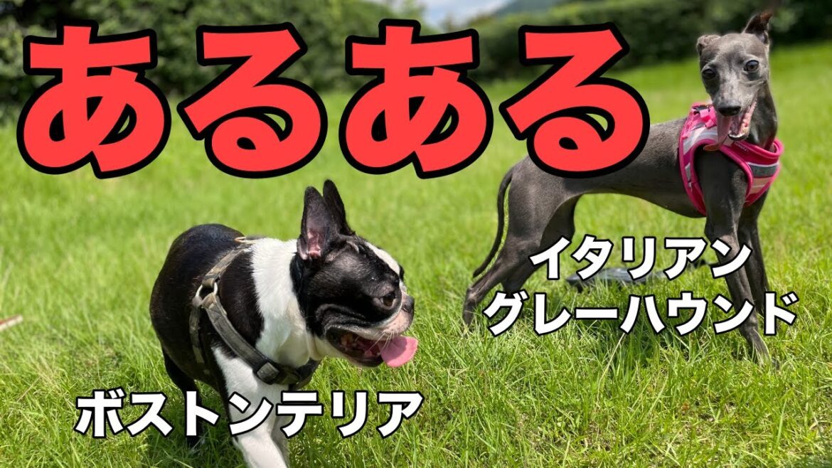 【あるある】ボストンテリア＆イタリアングレーハウンド　boston terrier & italian greyhound  性格の違うボステリ&イタグレの飼い方