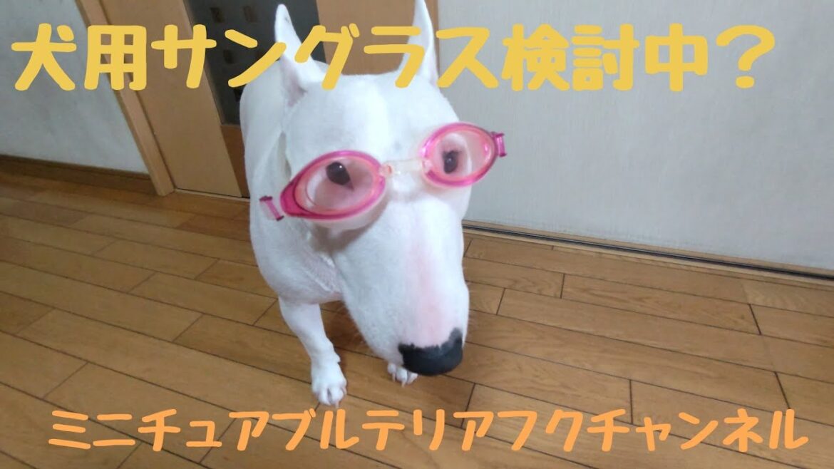 ［ミニチュアブルテリア］犬用サングラス検討中？