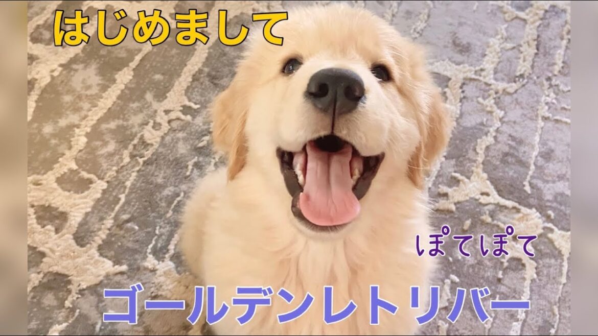 ゴールデンレトリバーの子犬 お迎えしました 大型犬カフェ