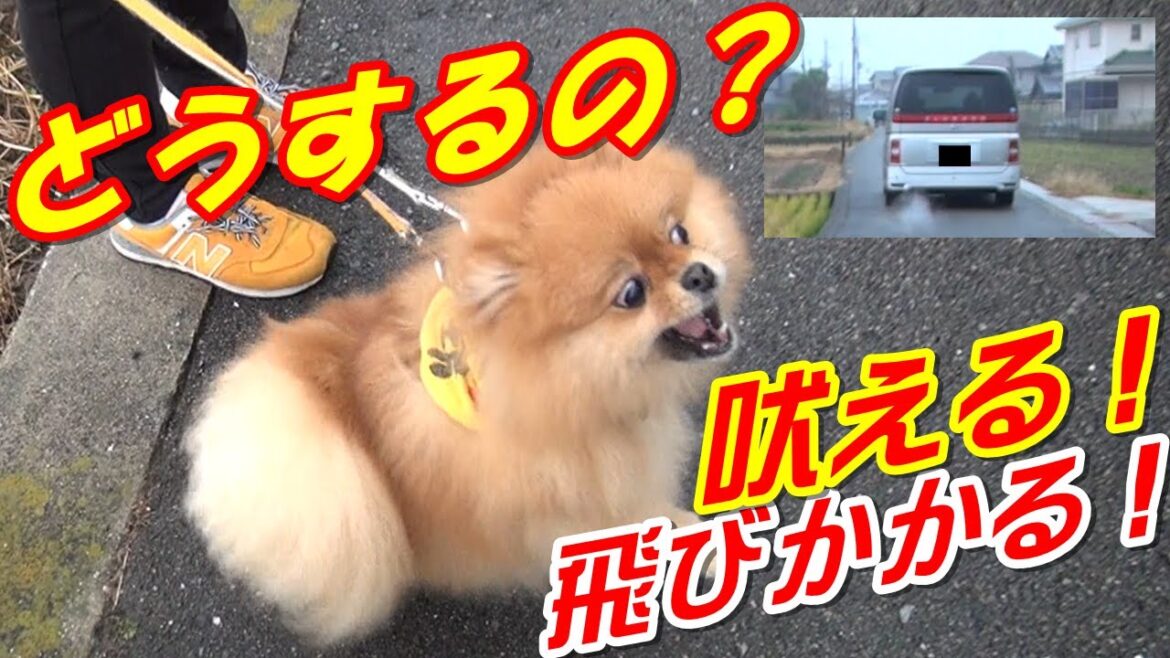 【ポメラニアン】お散歩で人や犬・車に吠える犬、どうやったら直る?【犬のしつけ 吠える】 【ポメラニアン】お散歩で人や犬・車に吠える犬、どうやったら直る?【犬のしつけ 吠える】