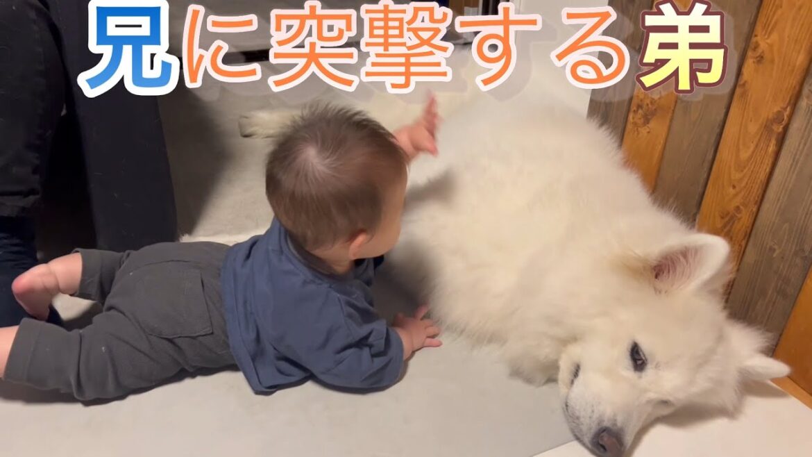 【サモエド】兄に突撃する弟【リク】