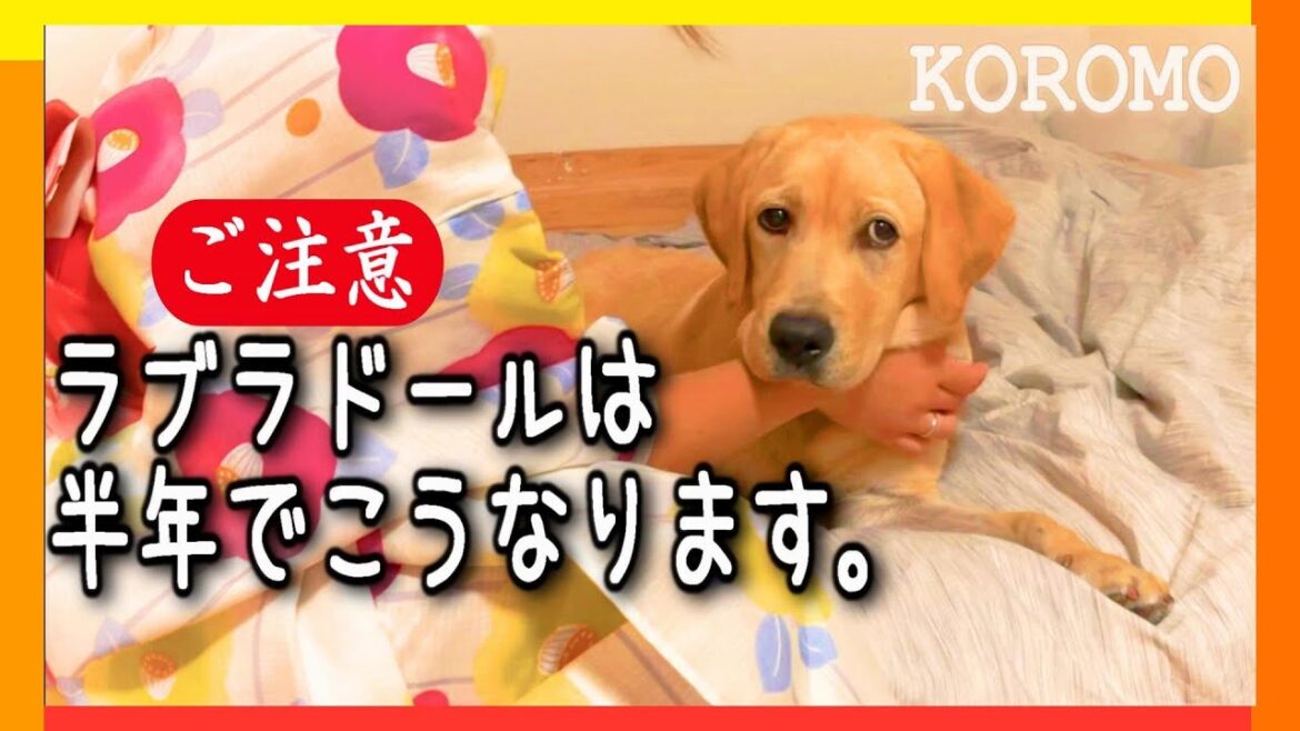 生後2~6ヶ月、ラブラドール子犬の成長記録!驚異の成長スピード・・・ 生後2~6ヶ月、ラブラドール子犬の成長記録!驚異の成長スピード・・・