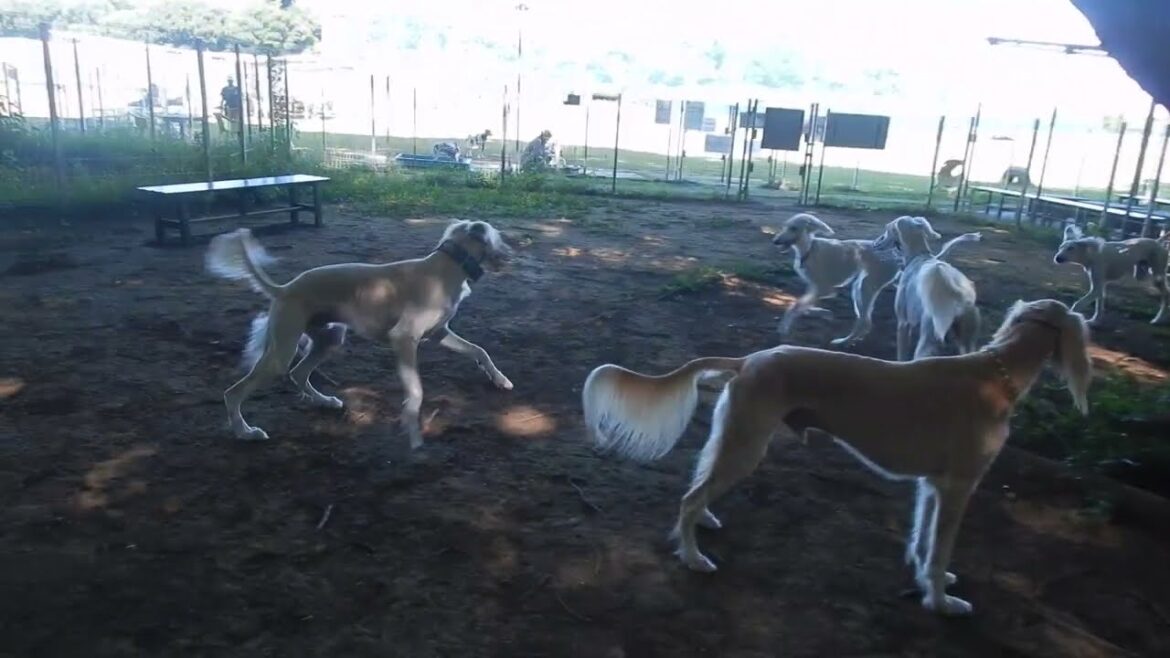 サルーキ　木蔭の中でのプチオフ会♪（Saluki)