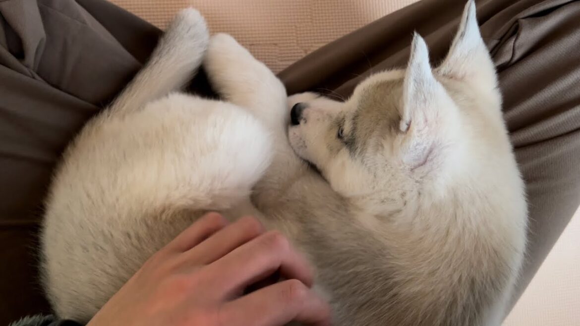 こんなん惚れてまうやろ！な行動をするシベリアンハスキー子犬さん