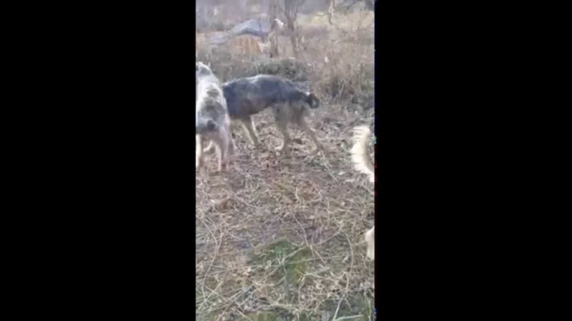 Irish Wolfhound Diamond kun