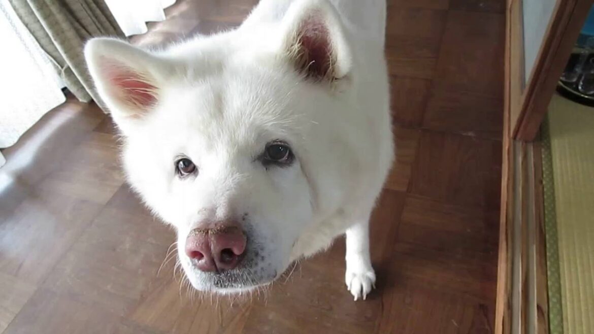 【秋田犬げんき】亡くなったお婆さんの財産を調べる【akita dog】