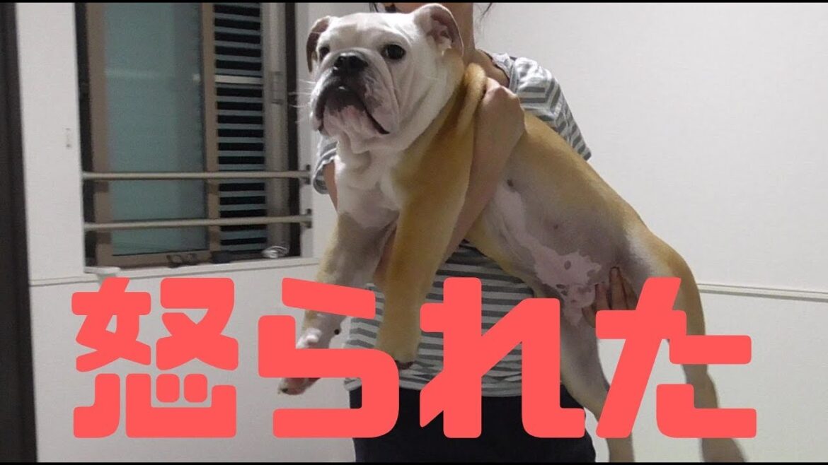 飼い主に怒られて落ち込みまくるブルドッグのぶるまる