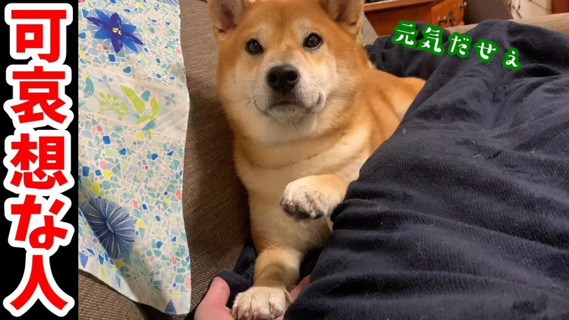 兄に見捨てられた父を柴犬はどう対処するのか⁉