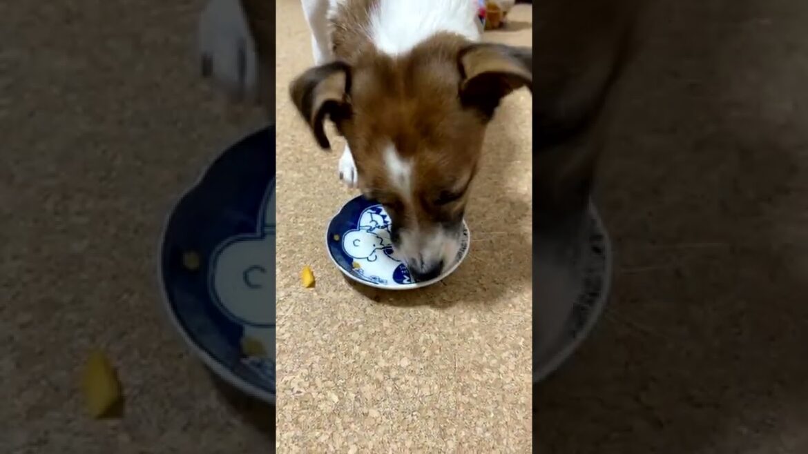 隣の犬は、よく柿食う犬だ。ジャックラッセルテリアのさくら。#Shorts 隣の犬は、よく柿食う犬だ。ジャックラッセルテリアのさくら。#Shorts