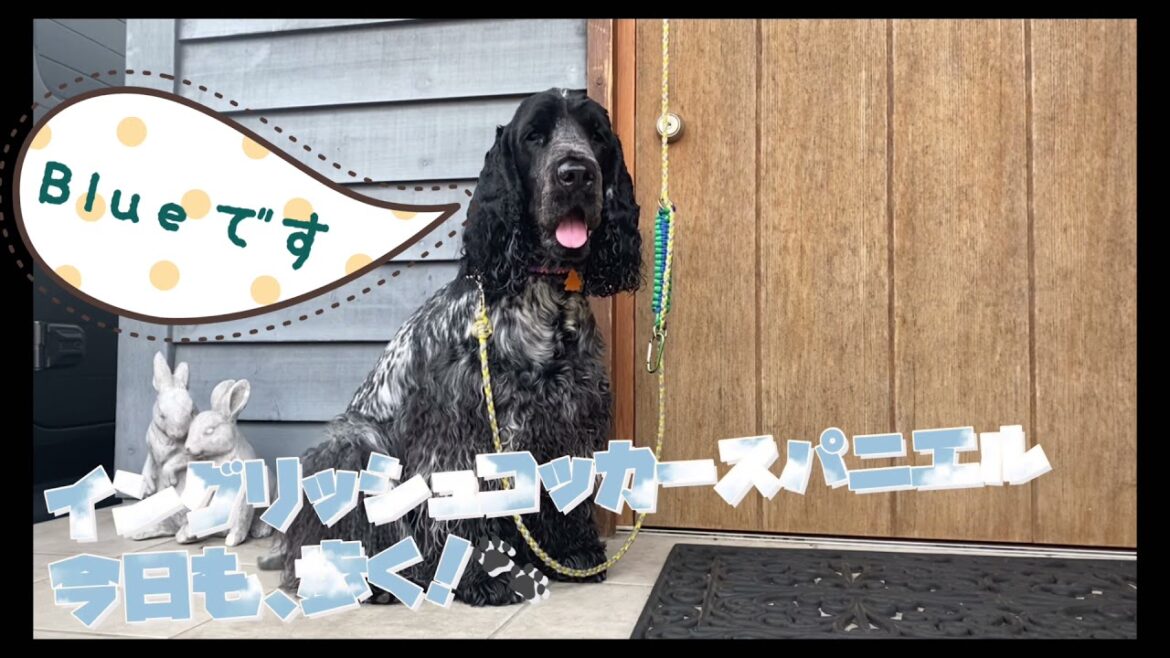#09 イングリッシュコッカースパニエル　今日も歩く！🐾