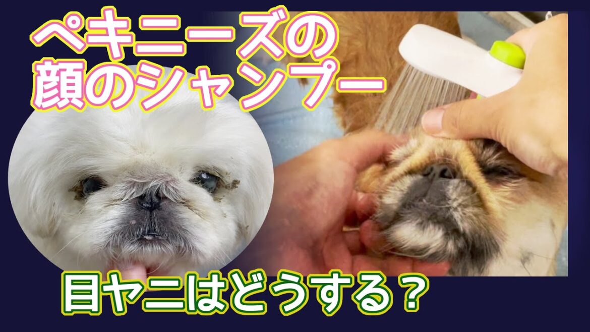 #108 【ペキニーズの顔のシャンプー】
