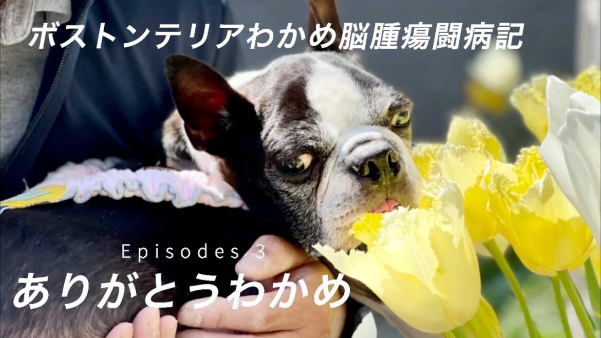 ボストンテリア元保護犬わかめの脳腫瘍闘病記　Episode 3 ありがとうわかめ
