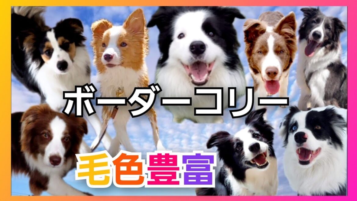 ボーダーコリーの毛色は豊富！代表的なカラーから珍しいカラーまで。