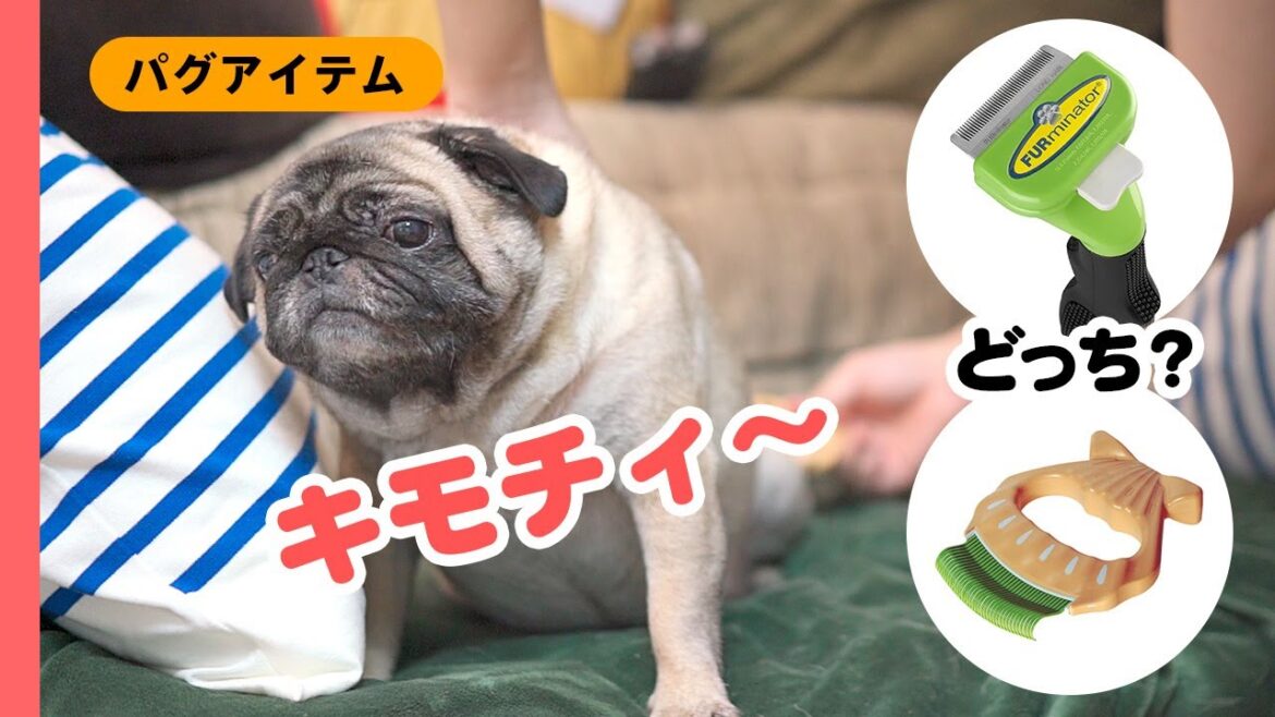 ファーミネーターVSピロコーム！パグの抜け毛対策に最適なブラッシングはどっち？