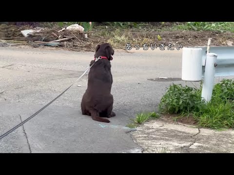 帰りたくない【ラブラドールレトリバー】 帰りたくない【ラブラドールレトリバー】