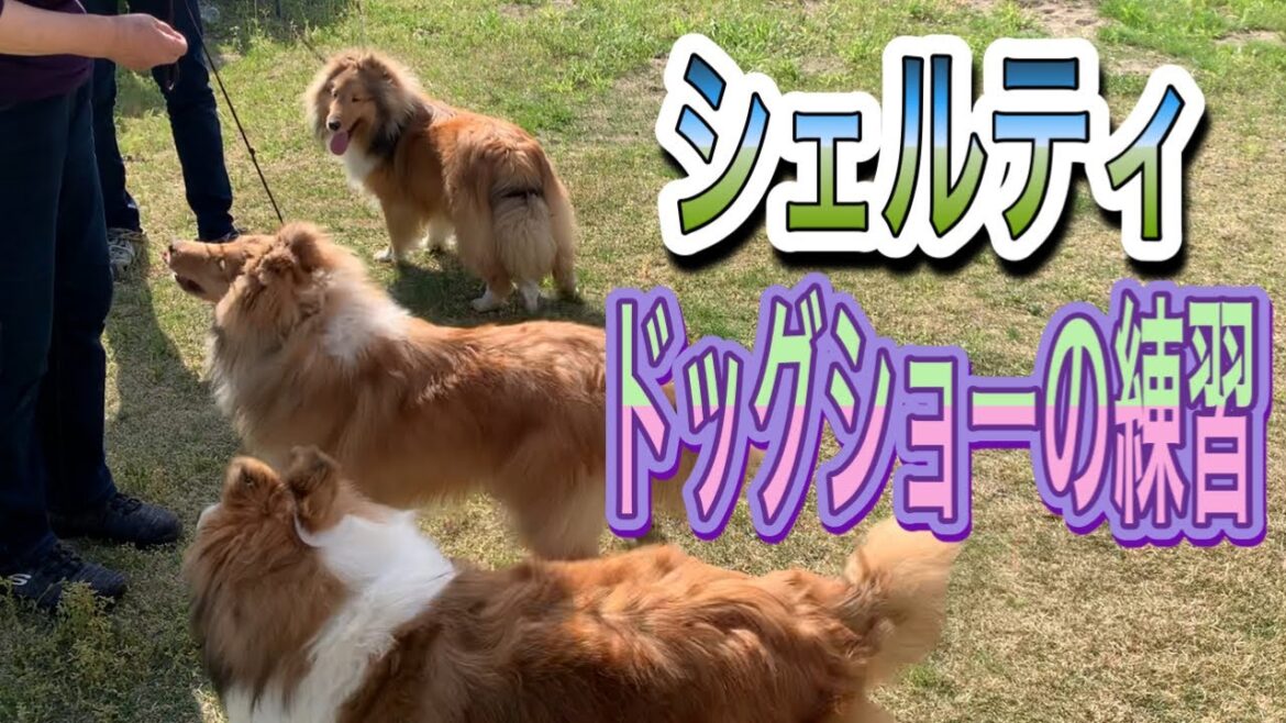 【シェットランドシープドッグ】ドッグショーの練習❣