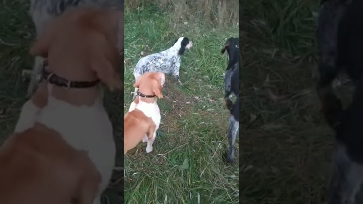 Deutsch Drahthaar and Bracco Italiano and English Setter  to have pointed the quail!