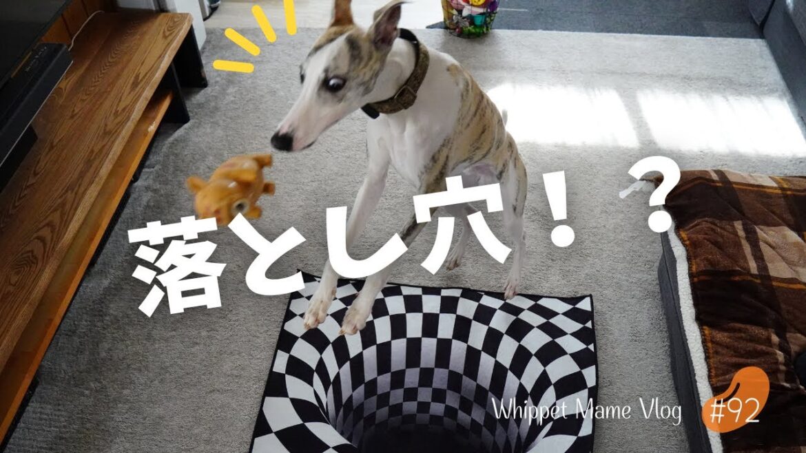 頭の良い中型犬にトリックアートを試してみたら・・・　＃92