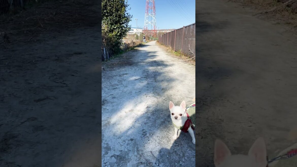 ★走るのが楽し過ぎる日本テリアwww 生後5ヶ月 ★#shorts #dog #en_dog #japanesedog #japaneseterrier