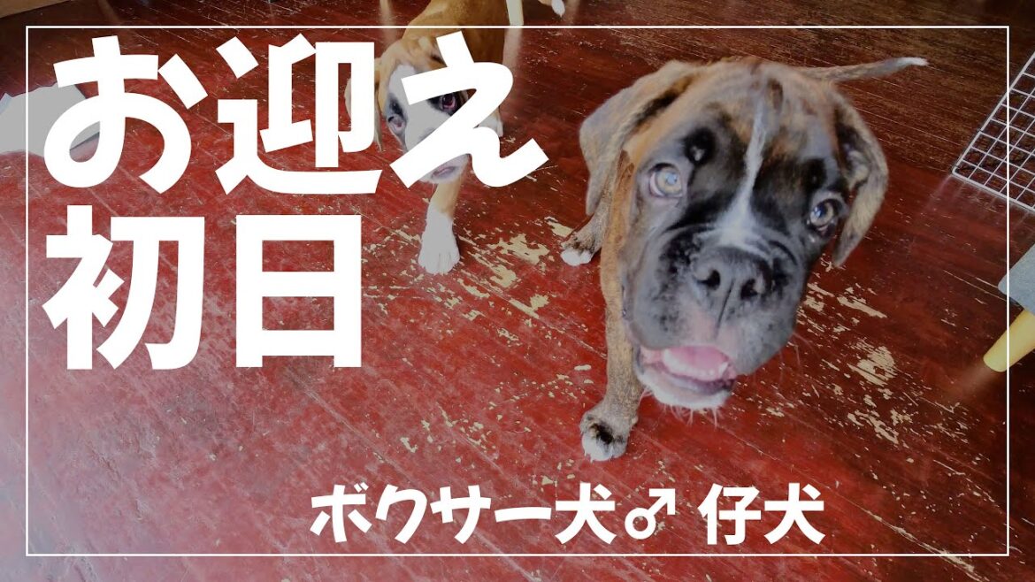 生後80日のボクサー犬『くろーぶ』をお迎えした日 生後80日のボクサー犬『くろーぶ』をお迎えした日