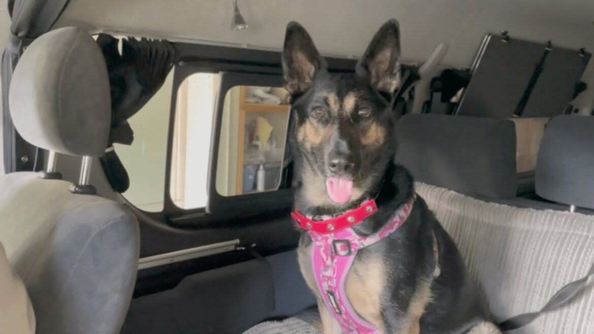 子なし夫婦とシェパード犬家に新しい車がやってきました！