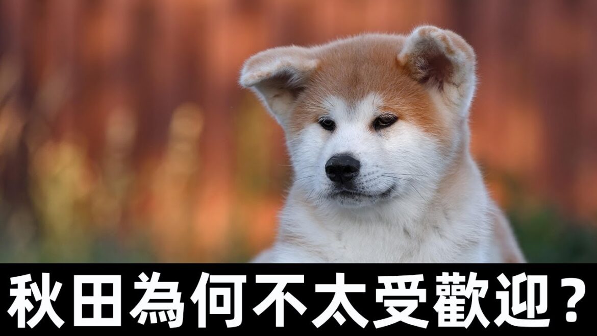 作為柴犬的“孿生兄弟”，秋田為何不太受歡迎？細數秋田的優缺點？