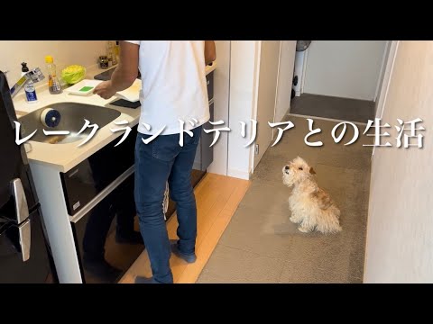 vlog】レークランドテリア×九州男の日常。春キャベツでおもてなし料理。 vlog】レークランドテリア×九州男の日常。春キャベツでおもてなし料理。