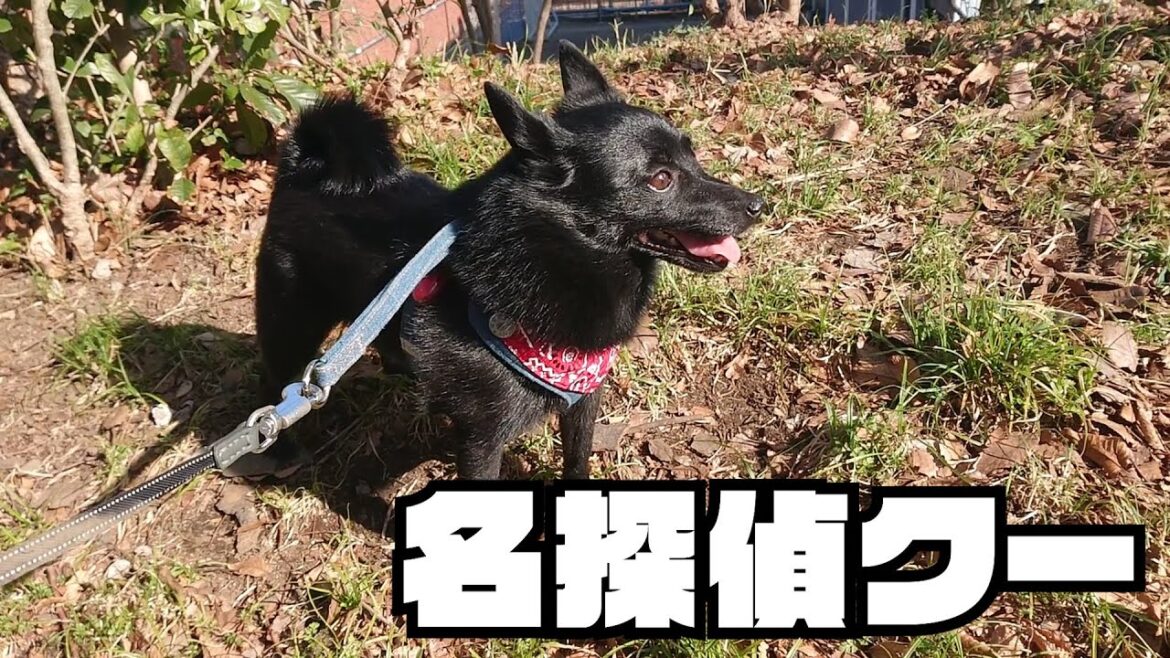 お散歩中、常に怪しいところをチェックし続けるスキッパーキ クー