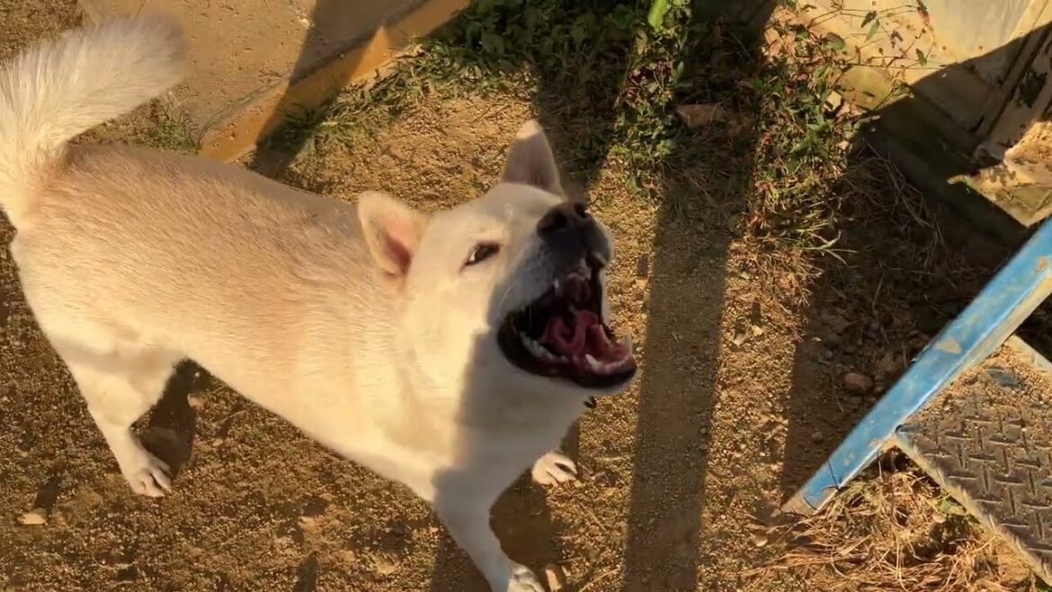 ただいま〜！お留守番で不安になっていた紀州犬キッシュ