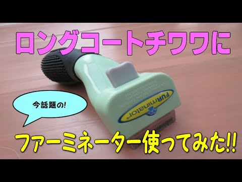 【チワワ】ロングコートチワワにファーミネーター使ってみた【動画】 【チワワ】ロングコートチワワにファーミネーター使ってみた【動画】