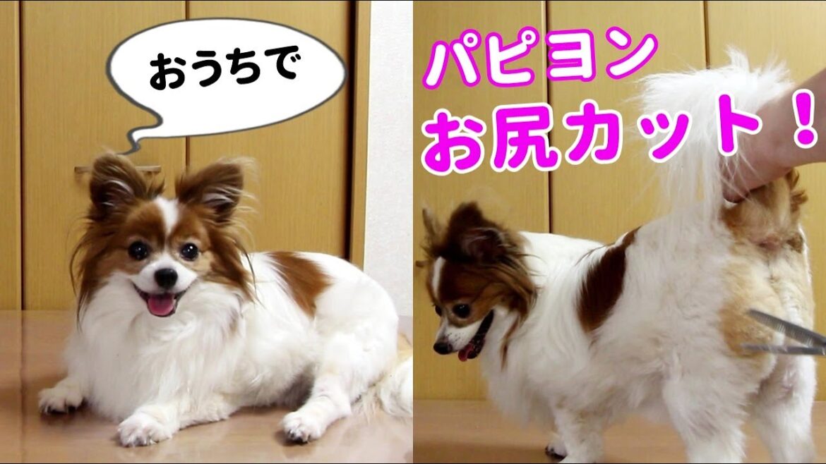 【おうちで】パピヨンのお尻カット！
