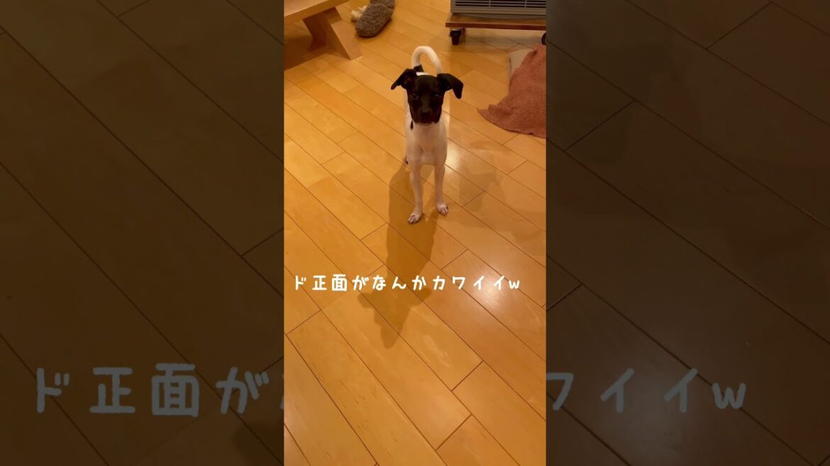 ★日本テリアのド正面★#shorts #dog #en_dog#japanesedog #japaneseterrier