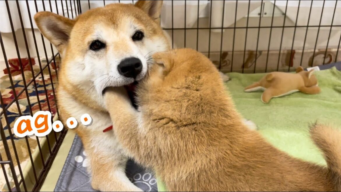 母柴犬ダメージゼロの子犬の甘噛みハムハム