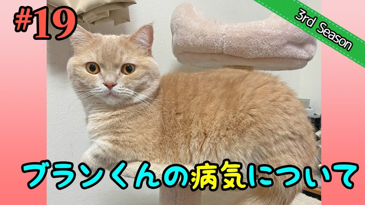 <3rd>#19 ブランくんの病気のお話【短足マンチカン・スコティッシュフォールド】 <3rd>#19 ブランくんの病気のお話【短足マンチカン・スコティッシュフォールド】