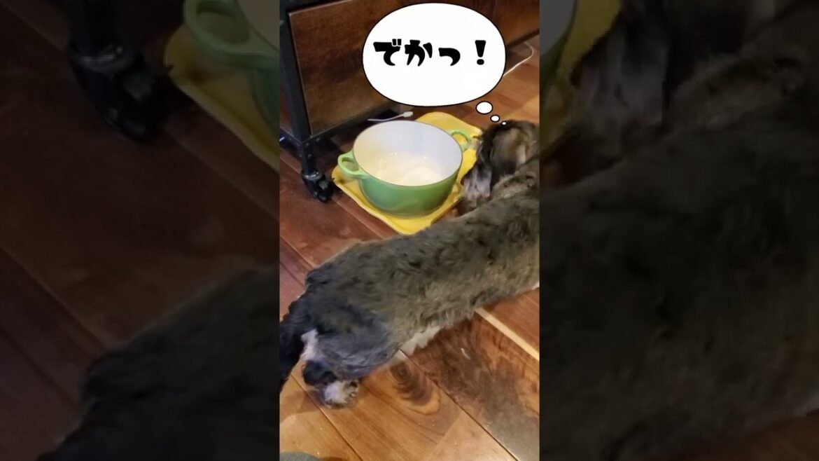 ワイヤーダックス【ル・クルーゼ】にしたよ！LE CREUSET